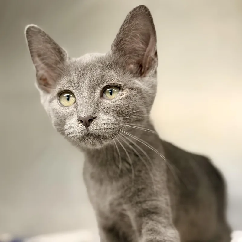 A baby medium-sized male Gray / Blue / Silver Domestic Short Hair cat named Pewter for adoption in Jackson, NJ