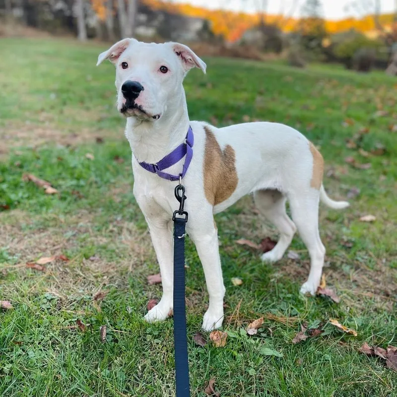 Princess Diamond thumbnail 2