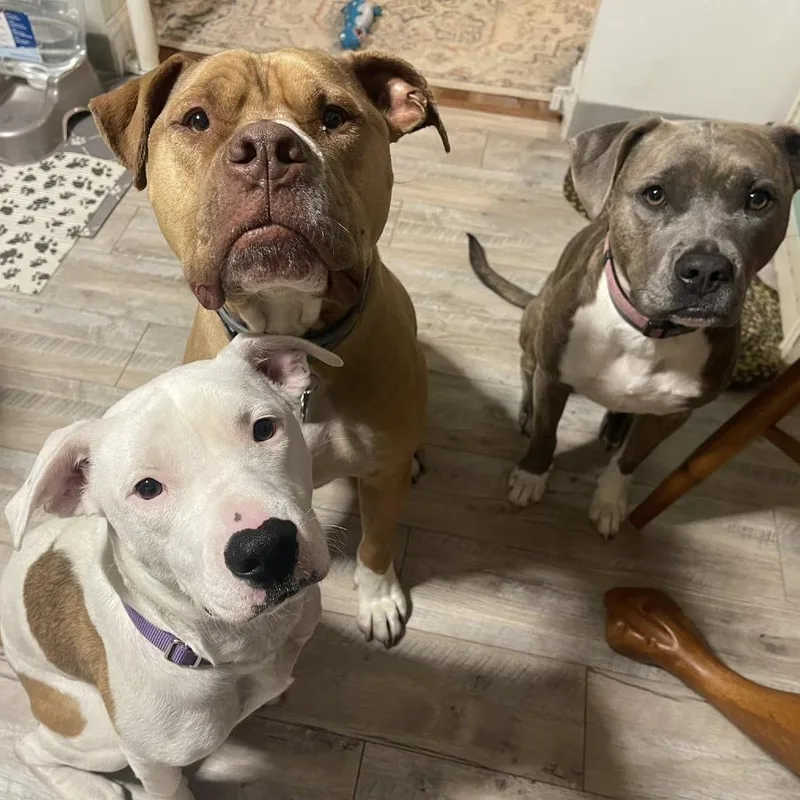 Princess Diamond thumbnail 3