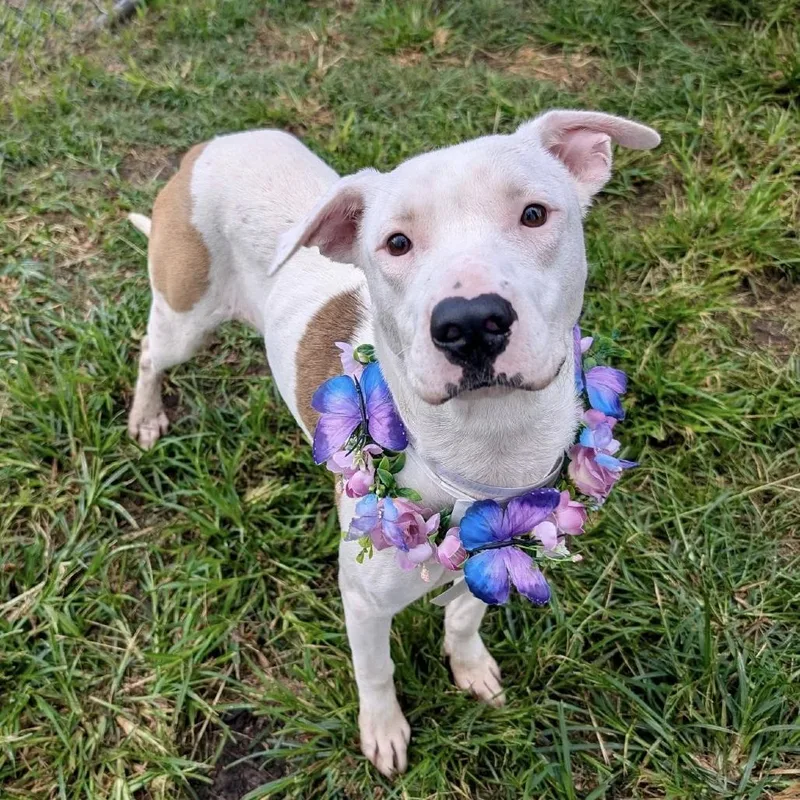 Princess Diamond thumbnail 5