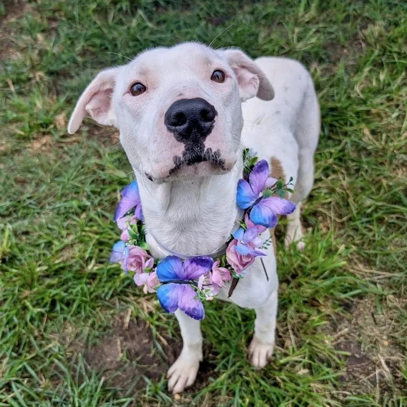 Princess Diamond thumbnail 6