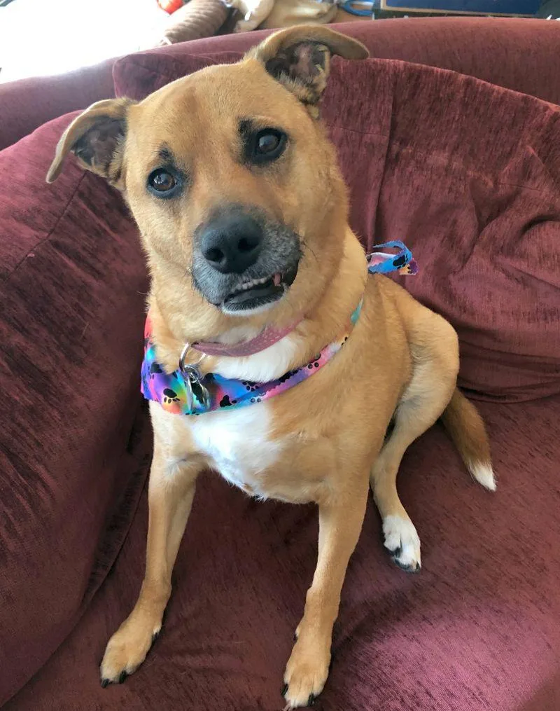 An adult medium-sized female Shepherd dog named Shelby for adoption in Rockaway, NJ