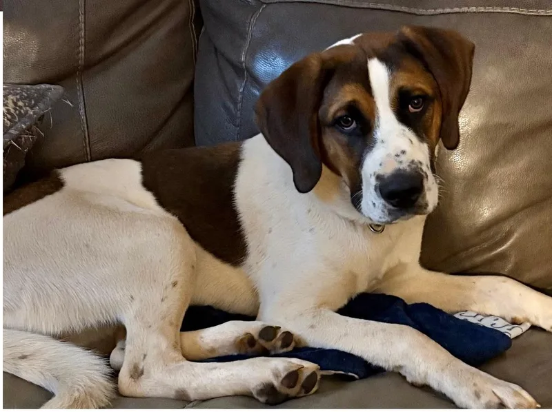 A young medium-sized male Tricolor (Brown, Black, & White) Hound dog named Cooper for adoption in Gardiner, NY