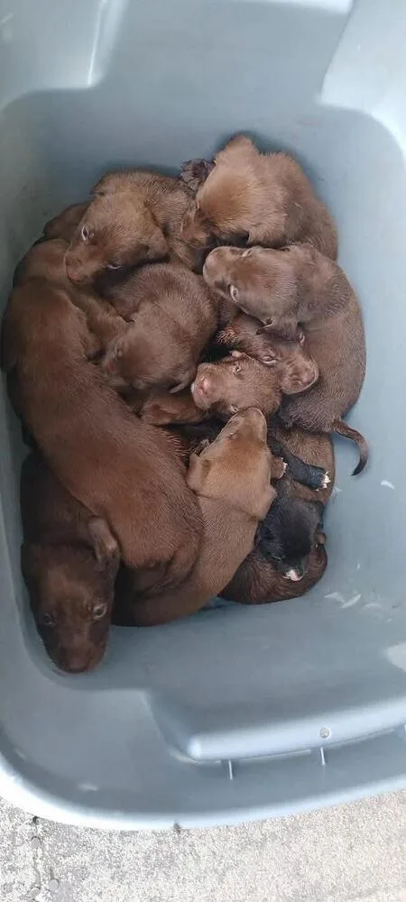 A baby small-sized female Brown / Chocolate Labrador Retriever dog named Chocolate Lab Mix Puppies for adoption in Chattanooga, TN