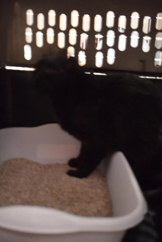 A young medium-sized female Domestic Short Hair cat named Ruby for adoption in Pahrump, NV
