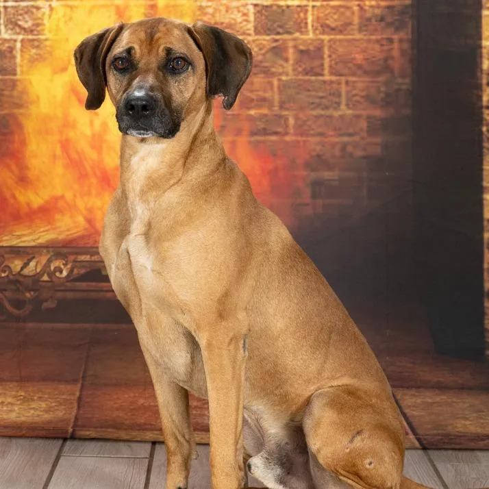 An adult medium-sized male Red / Chestnut / Orange Redbone Coonhound dog named Festus for adoption in Newport, TN