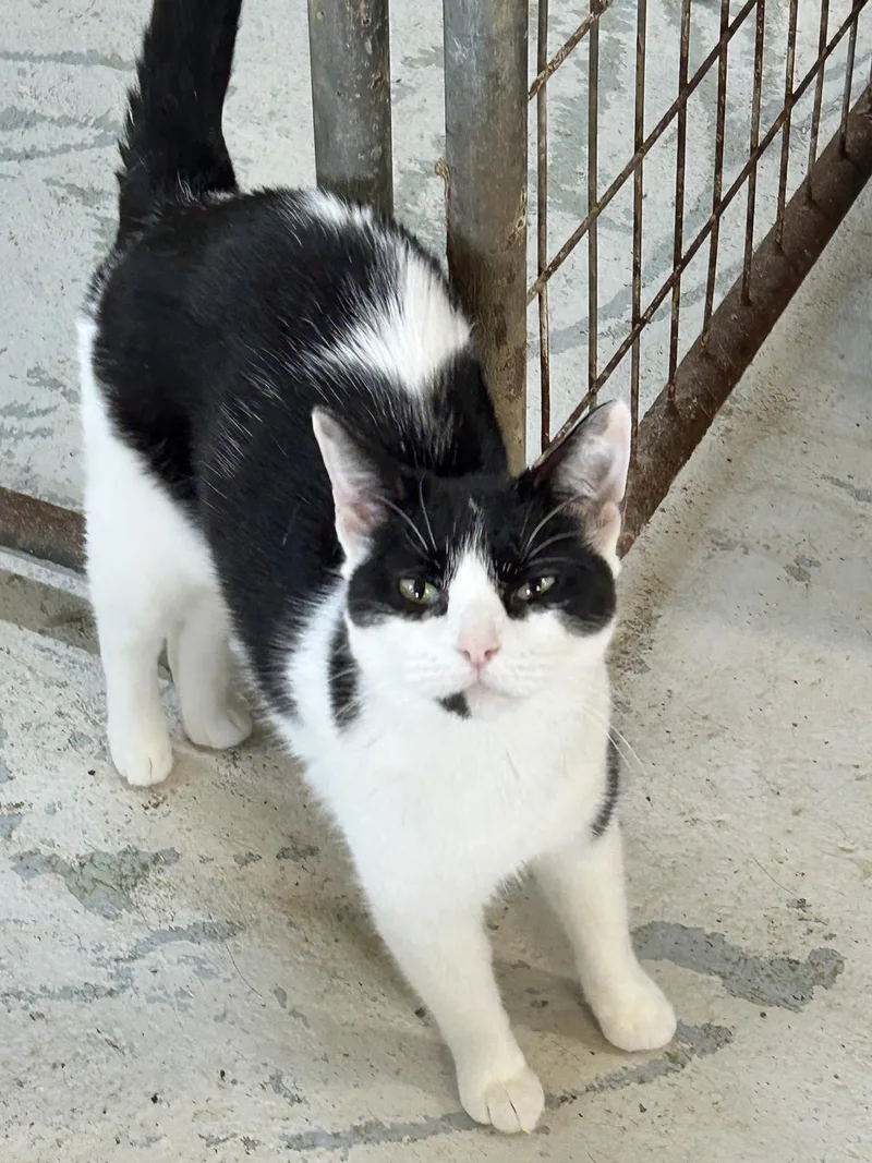 An adult medium-sized female Black & White / Tuxedo American Shorthair cat named Bonnie for adoption in Marble Falls, TX