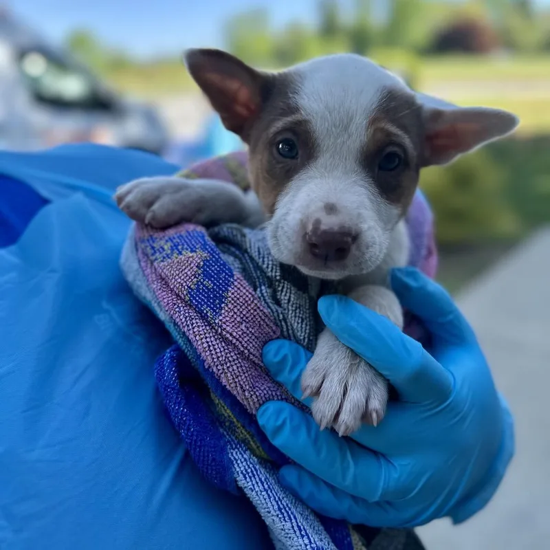 A baby medium-sized male Brown / Chocolate Mixed Breed dog named Olympic for adoption in Hendersonville, NC