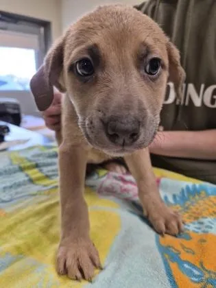 A young small-sized female Mixed Breed dog named Cindy for adoption in Clarks Summit, PA