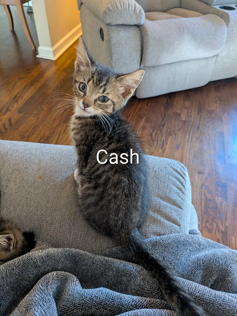 A baby medium-sized male Domestic Short Hair cat named Cash for adoption in Naugatuck, CT