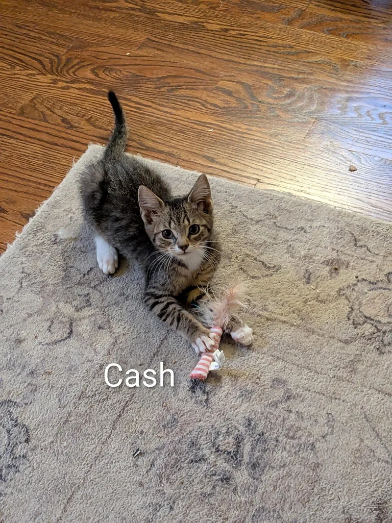 Cash thumbnail 2