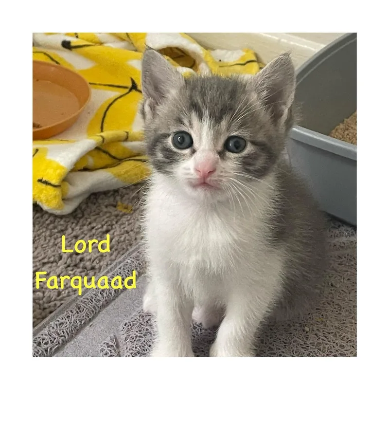 Lord Farquaad thumbnail 3