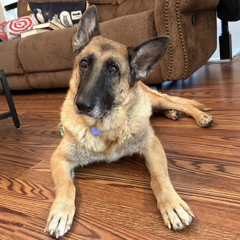 Iridessa thumbnail 4