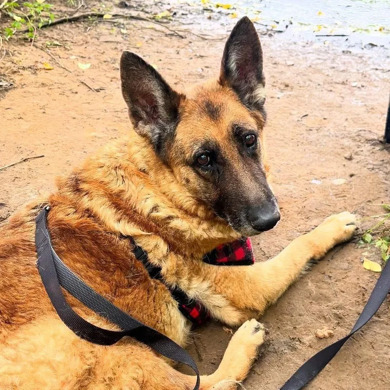 Iridessa thumbnail 5