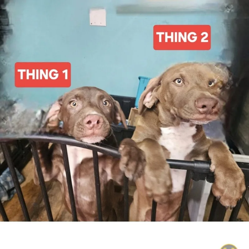 A young medium-sized male Brown / Chocolate Weimaraner dog named Thing for adoption in phenix city, AL
