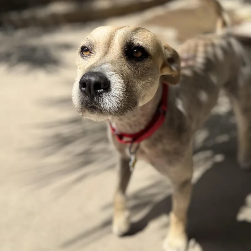 An adult small-sized male Terrier dog named Toby for adoption in San Diego, CA