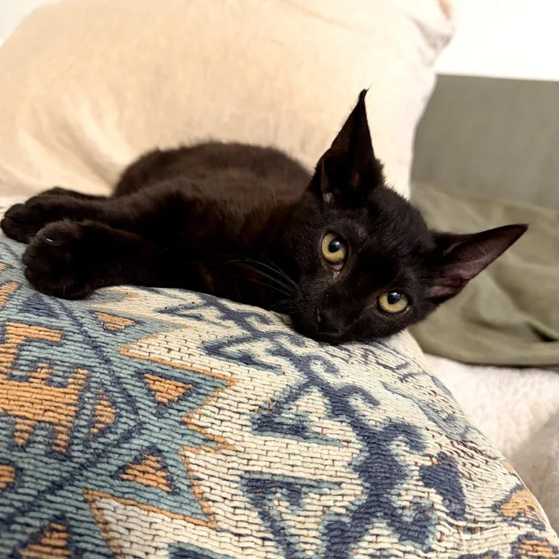 A baby small-sized female Black Domestic Short Hair cat named Benny for adoption in Pacific Palisades, CA