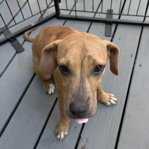 A baby small-sized female Yellow / Tan / Blond / Fawn Black Mouth Cur dog named Dory for adoption in South Elgin, IL