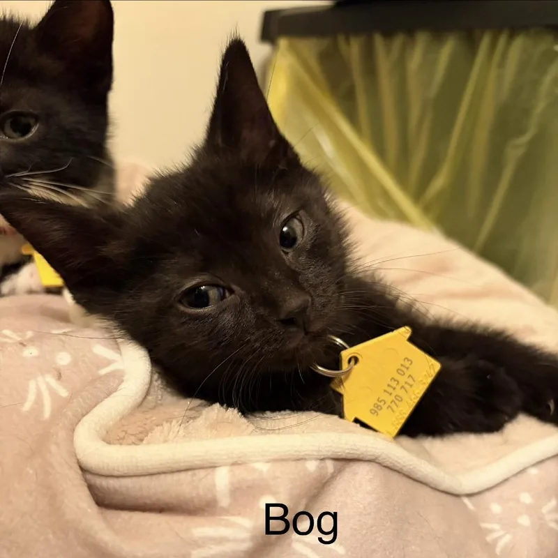 A baby small-sized male Black Domestic Short Hair cat named Bog for adoption in Springfield, MA