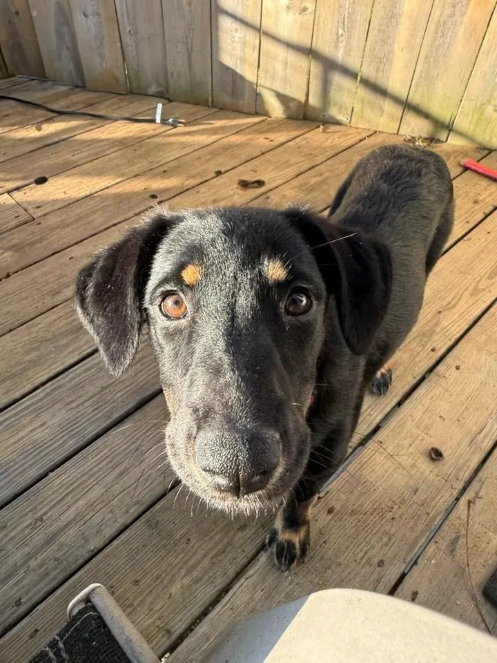 A baby medium-sized female Labrador Retriever dog named Gigabytes $ for adoption in Milwaukee, WI