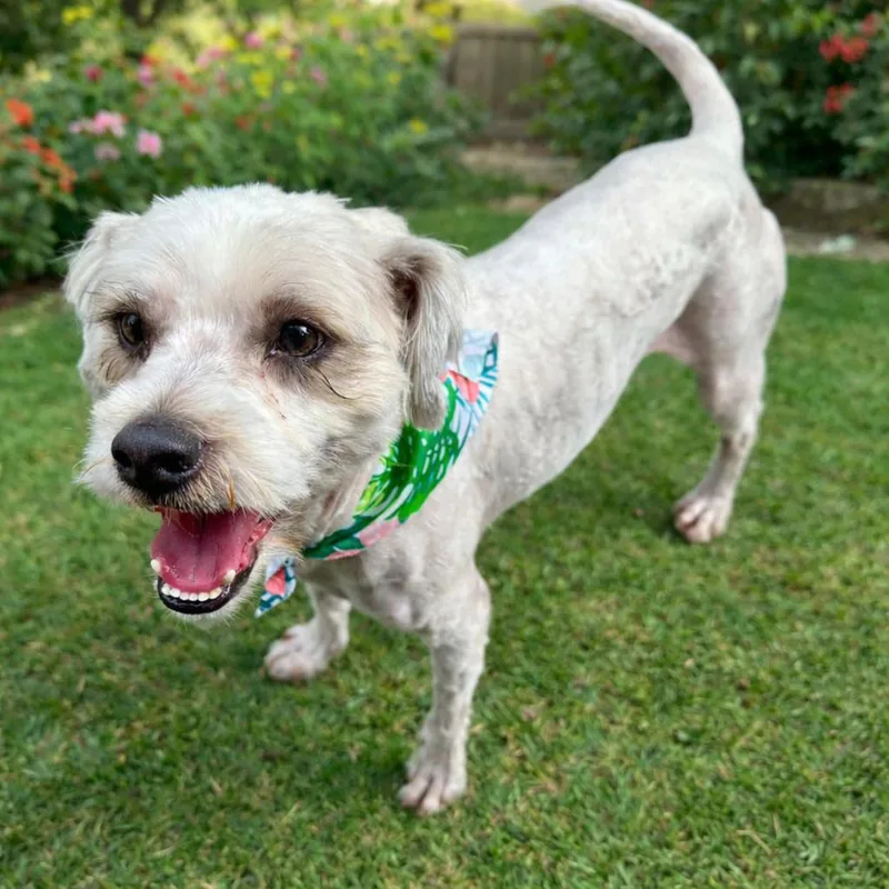 An adult medium-sized male Poodle dog named Hudson for adoption in Orange, CA