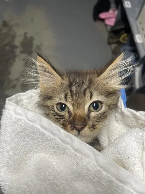 A baby small-sized male Domestic Short Hair cat named Clyde for adoption in Tallahassee, FL