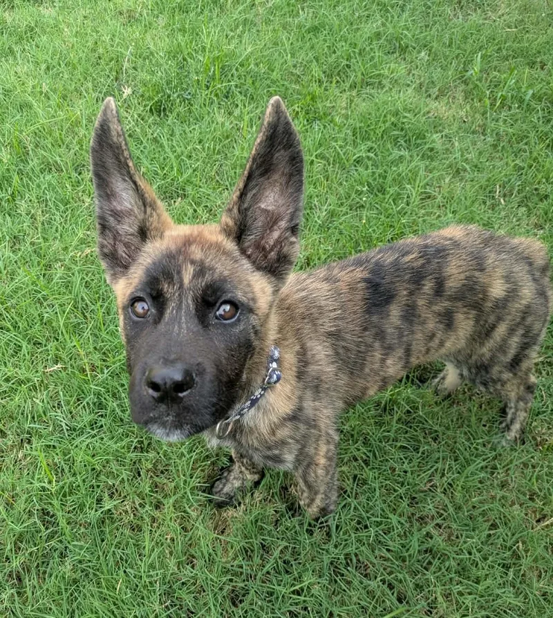 A baby medium-sized male Dutch Shepherd dog named Almond for adoption in Lockhart, TX