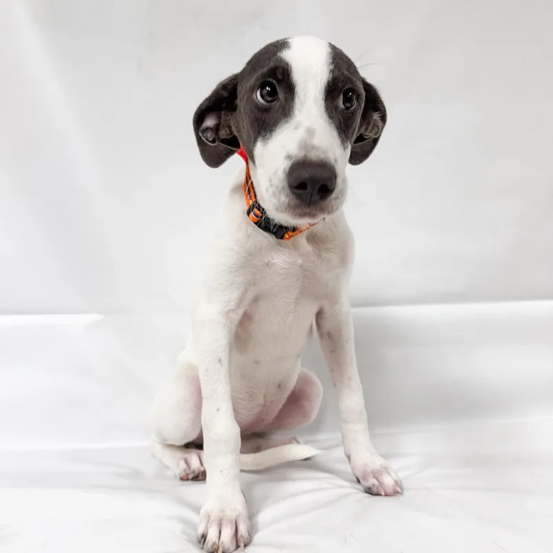 A baby small-sized female Mixed Breed dog named Enola Holmes for adoption in Parker, CO