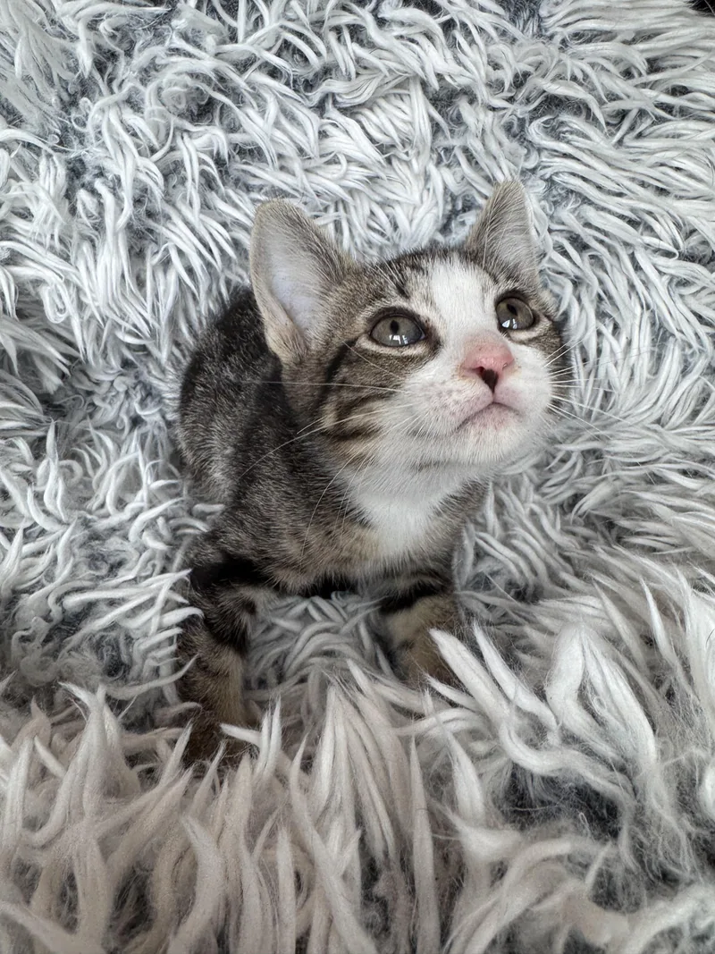 A baby medium-sized female Tabby (Brown / Chocolate) Domestic Short Hair cat named Penny for adoption in Ephrata, WA