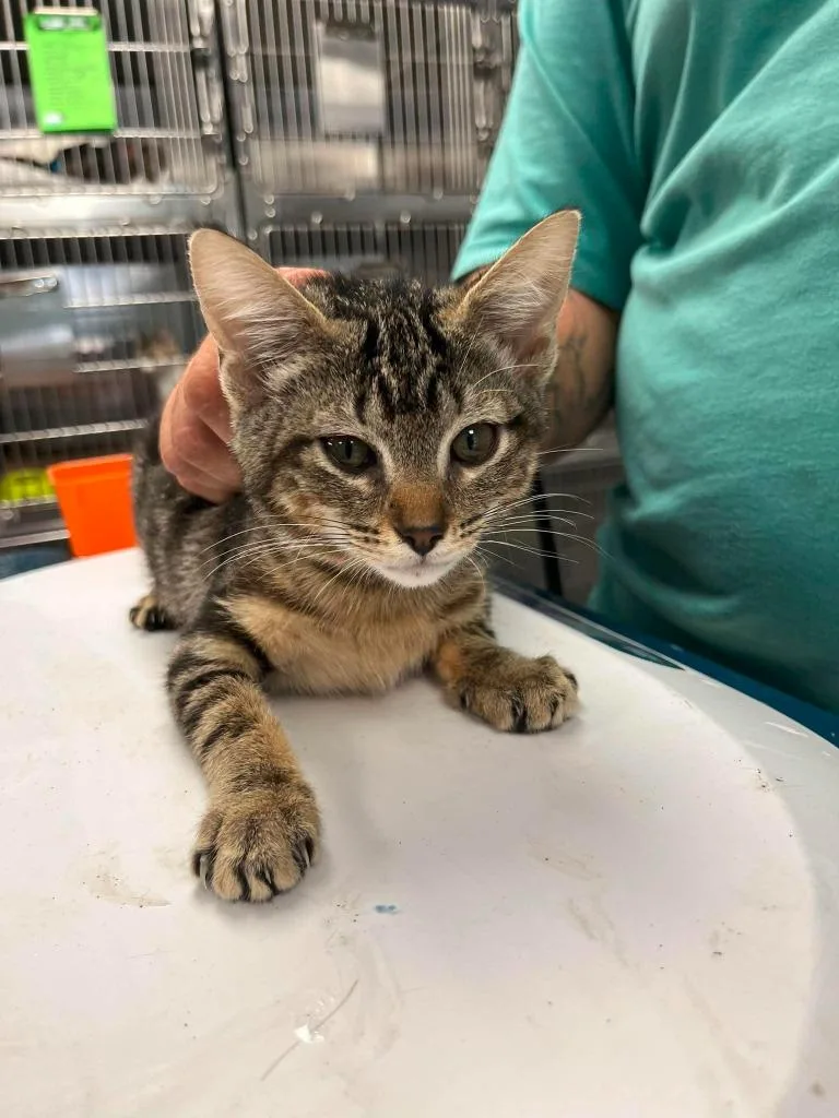 A baby small-sized female Domestic Short Hair cat named Marshall for adoption in Lavonia, GA