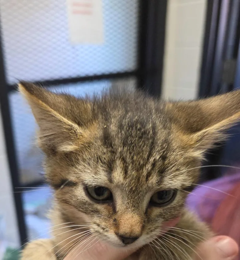 A baby small-sized male Domestic Short Hair cat named Parmesan for adoption in East Ridge, TN