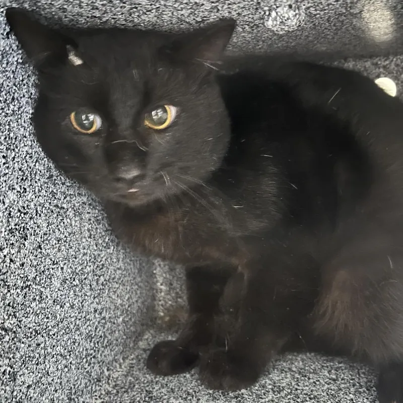 An adult medium-sized male Black Domestic Short Hair cat named Herb for adoption in Pauls Valley, OK
