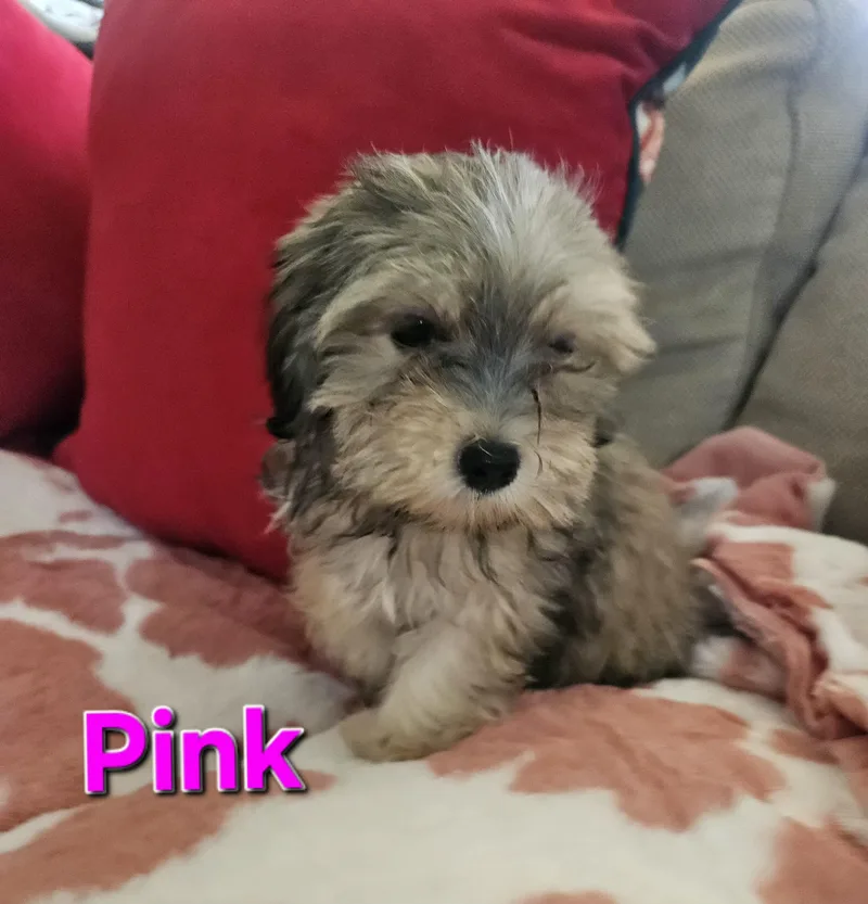 A baby small-sized female Maltipoo dog named Pink for adoption in Los Angeles, CA