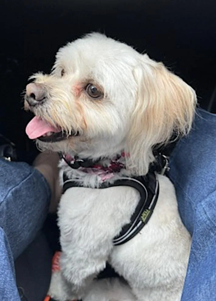 An adult small-sized male Bichon Frise dog named Winnie for adoption in Amherst, MA