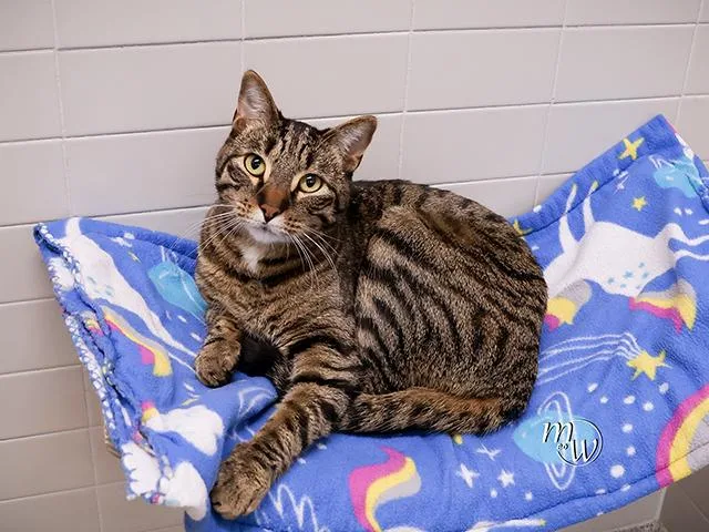 An adult medium-sized male Domestic Short Hair cat named Smalls for adoption in Omaha, NE