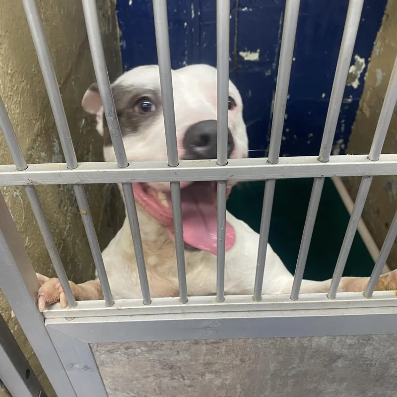 An adult large-sized male White / Cream Pit Bull Terrier dog named Spot for adoption in Newark, NJ