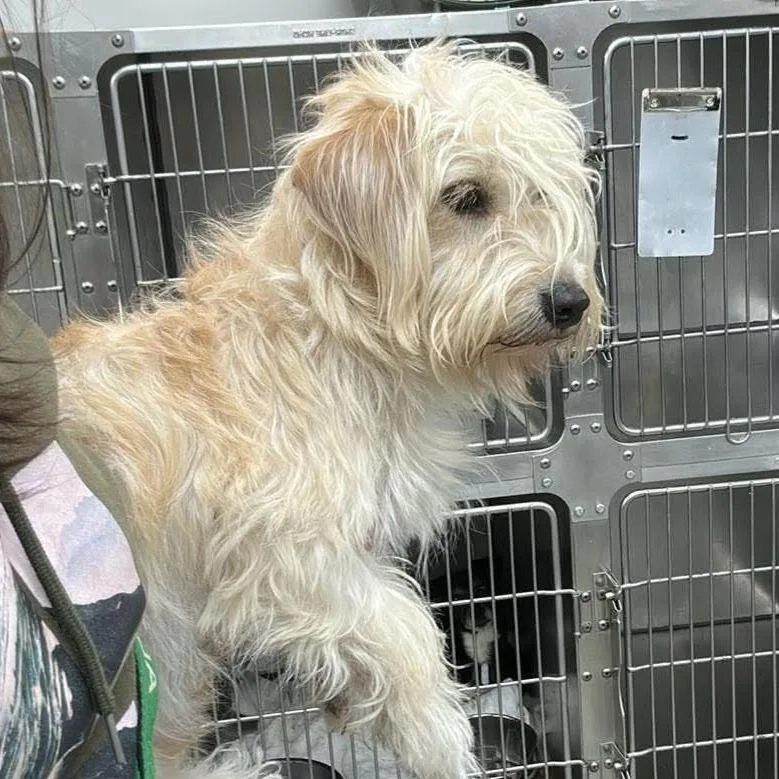 A young small-sized female White / Cream Mixed Breed dog named Cheese Doodle for adoption in Fredericksburg, VA