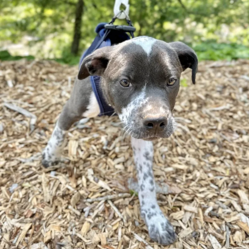 A young small-sized male Gray / Blue / Silver Labrador Retriever dog named Gumbo for adoption in East Hampton, NY