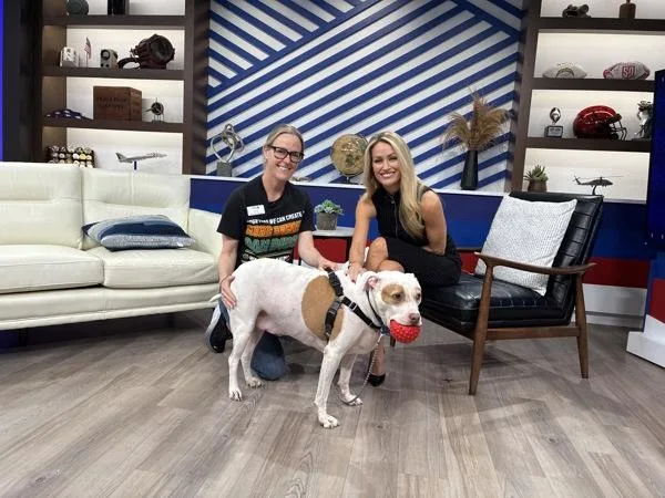 An adult large-sized male Pit Bull Terrier dog named Joey for adoption in San Diego, CA