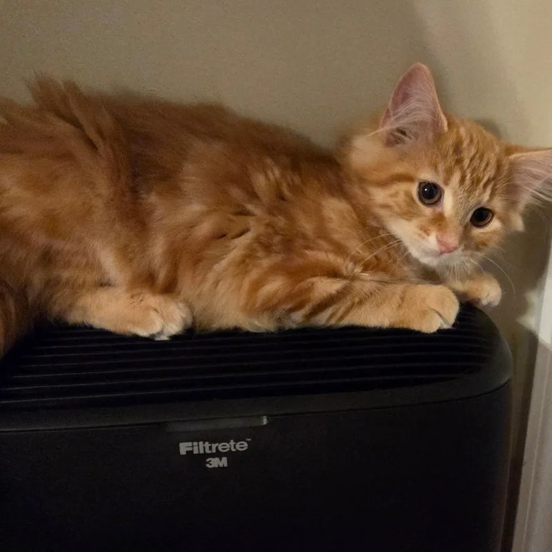 A baby small-sized female Orange / Red Domestic Short Hair cat named Token in Williamsburg for adoption in Alexandria, VA