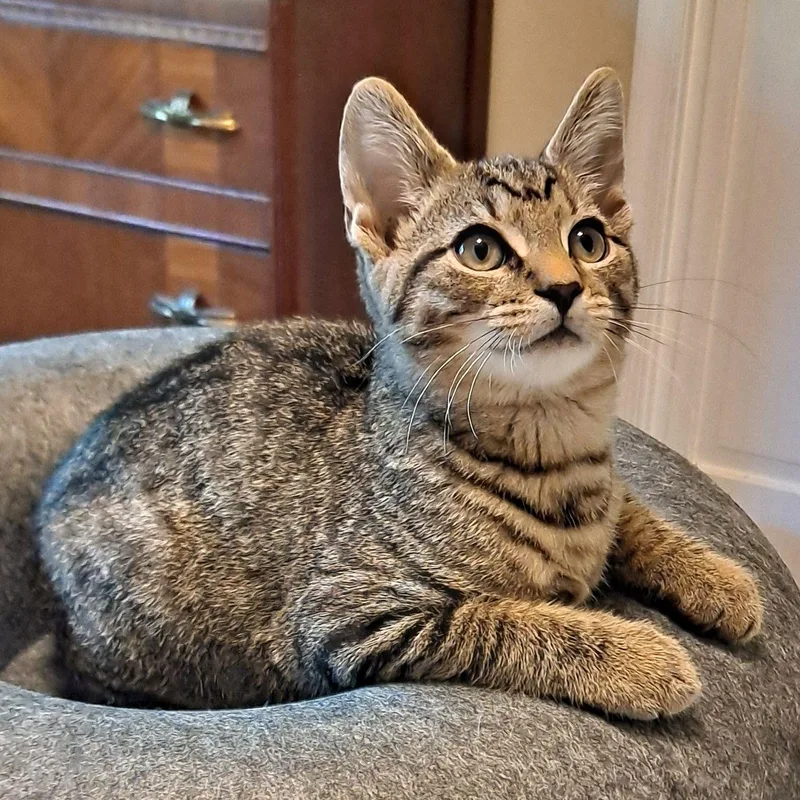 A baby medium-sized male Tabby (Buff / Tan / Fawn) Domestic Short Hair cat named Keanu for adoption in Bethlehem, PA