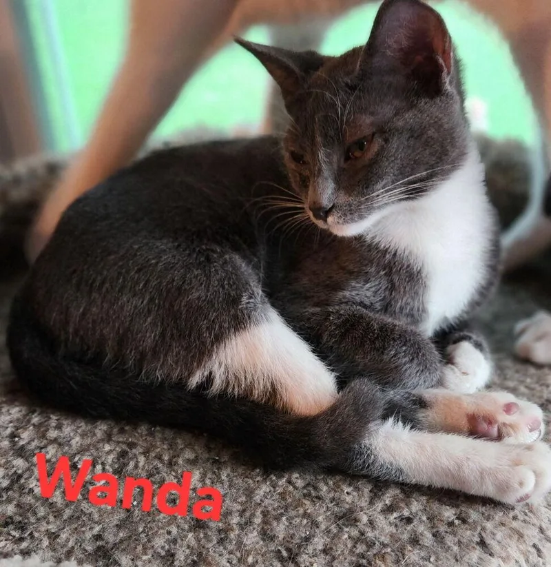 Wanda thumbnail 2