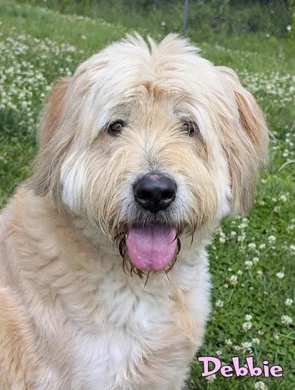 A senior extra large-sized female Old English Sheepdog dog named Debbie for adoption in Mason, MI