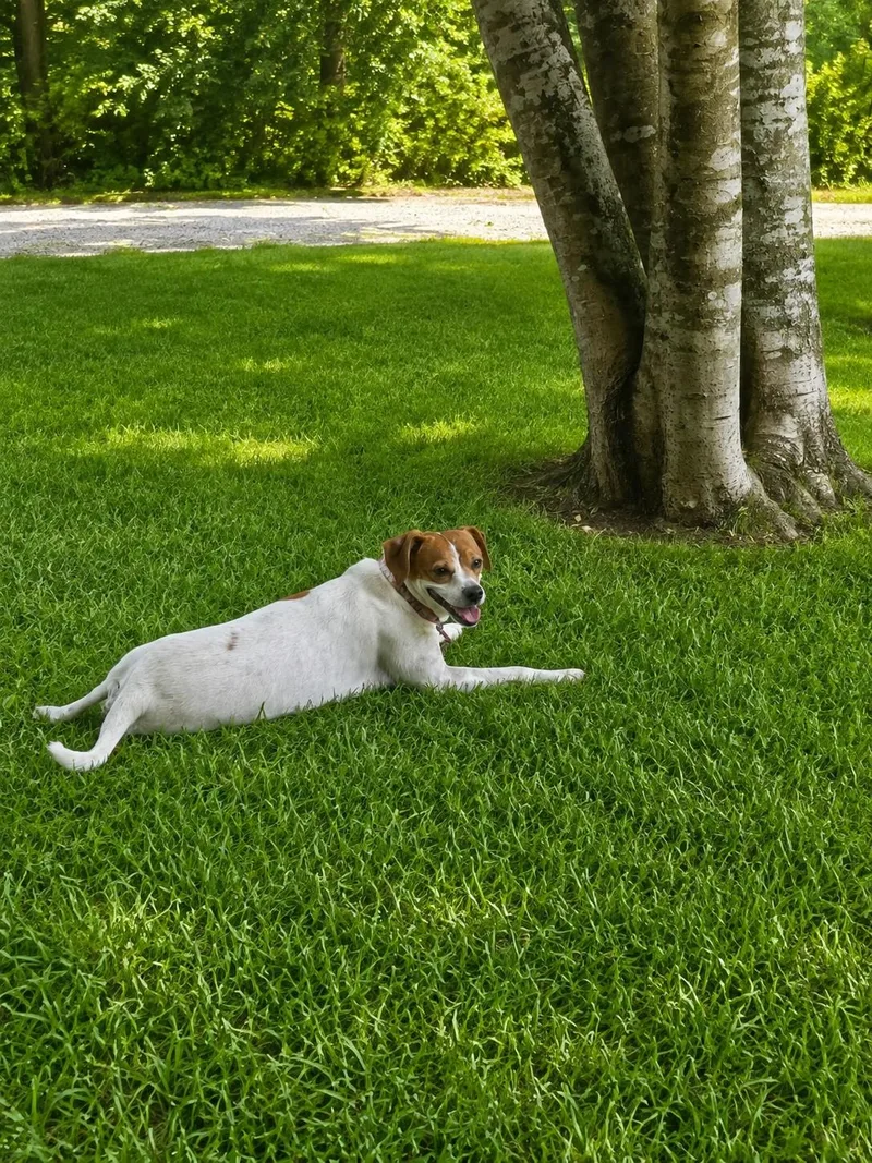 A young small-sized female White / Cream Mixed Breed dog named Maggie for adoption in Carthage, NC