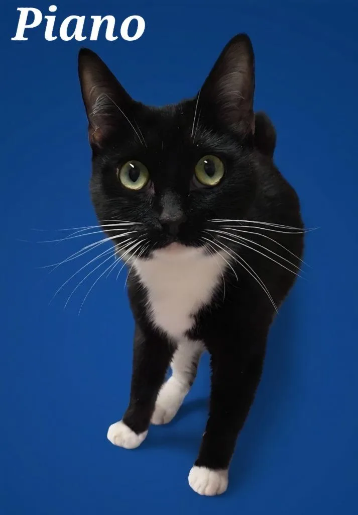 A young small-sized male Domestic Short Hair cat named Piano for adoption in Rutherfordton, NC