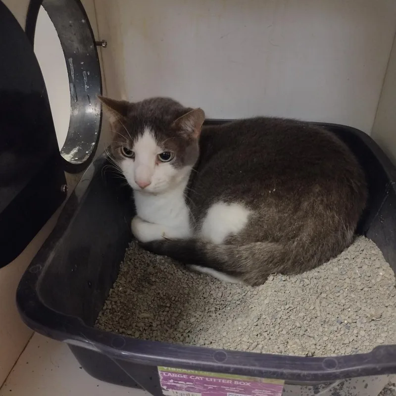 A senior small-sized male Domestic Short Hair cat named Chad FKA Jinxy for adoption in Troy, IL