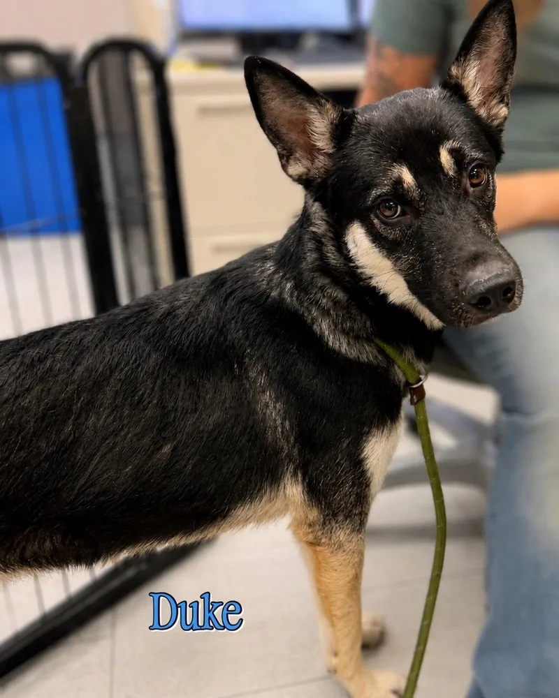 An adult medium-sized male Siberian Husky dog named Duke for adoption in Walnut Creek, CA