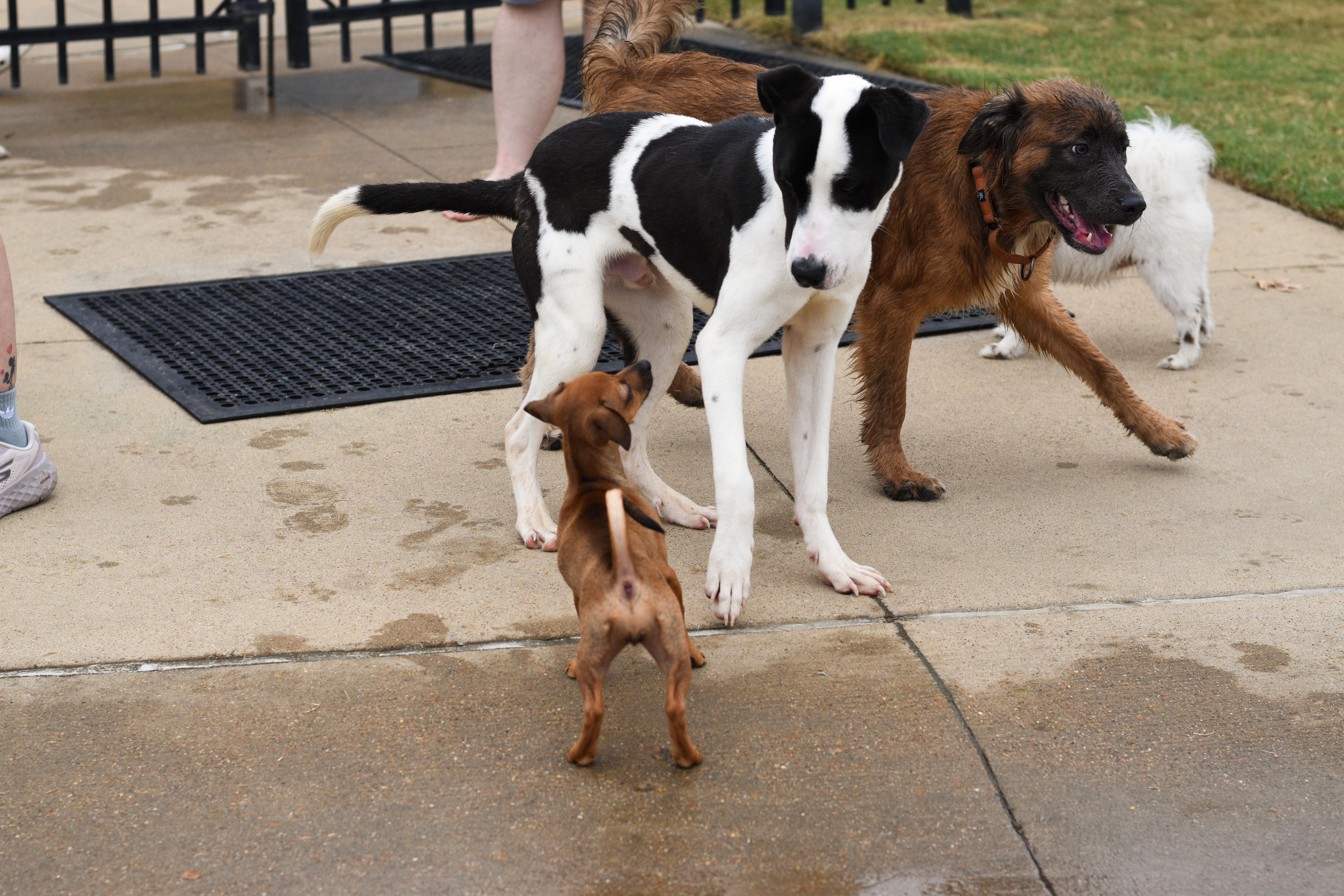A young medium-sized male Mixed Breed dog named Hank for adoption in Atoka, TN