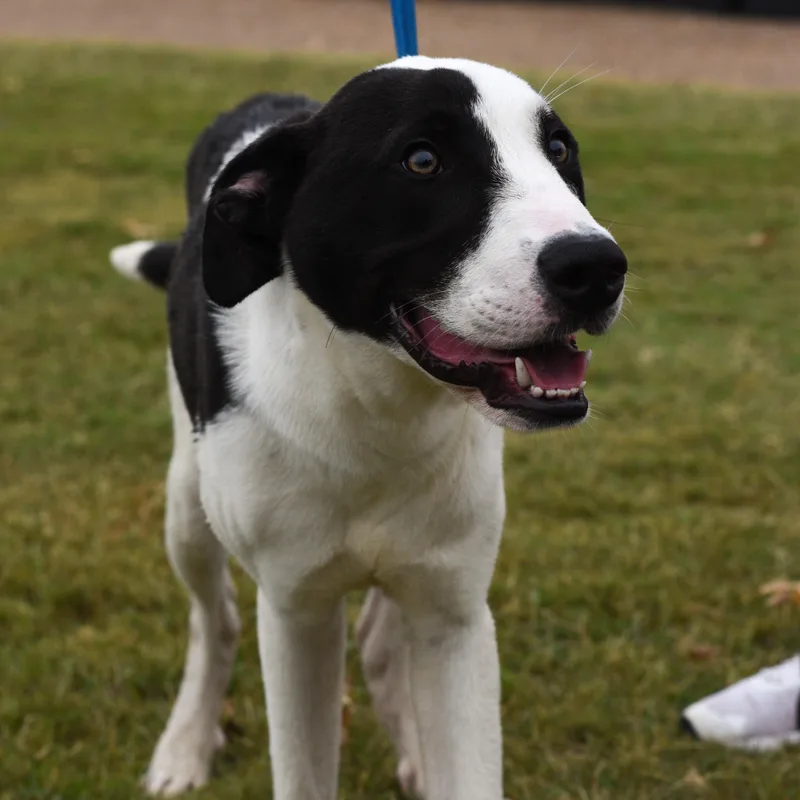 Hank thumbnail 4