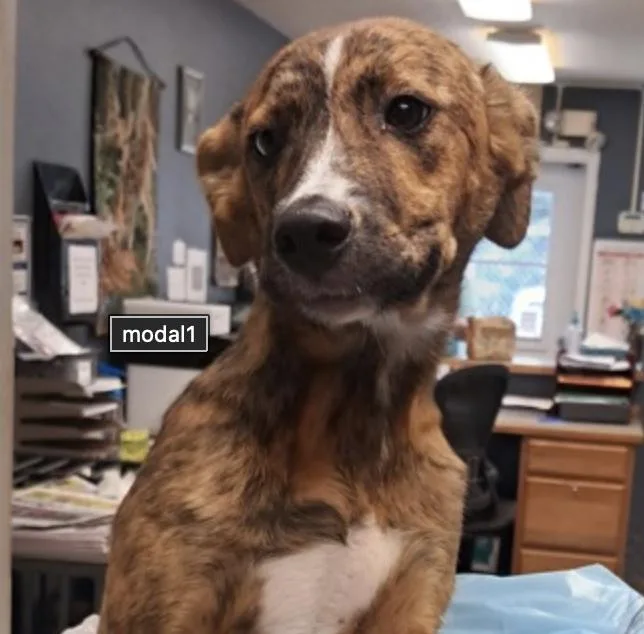 A baby medium-sized female Brindle Shepherd dog named Meadow for adoption in Hollister, MO